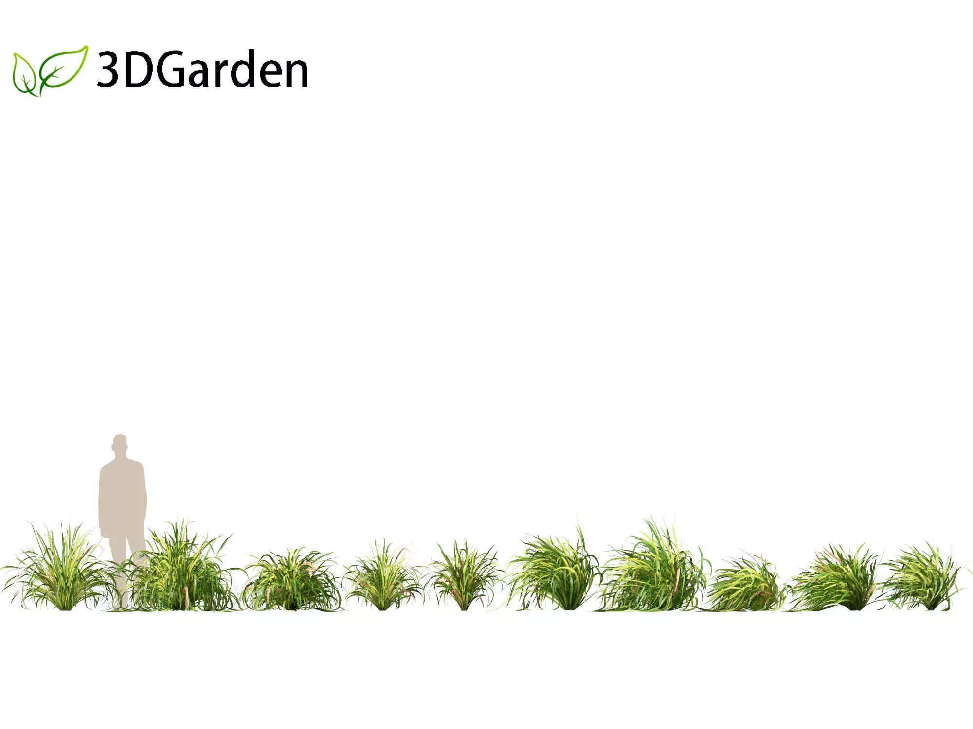 Cymbopogon citratus - Lemongrass 01 3D model_0