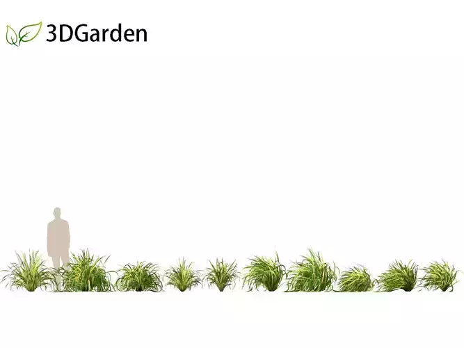 Cymbopogon citratus - Lemongrass 01