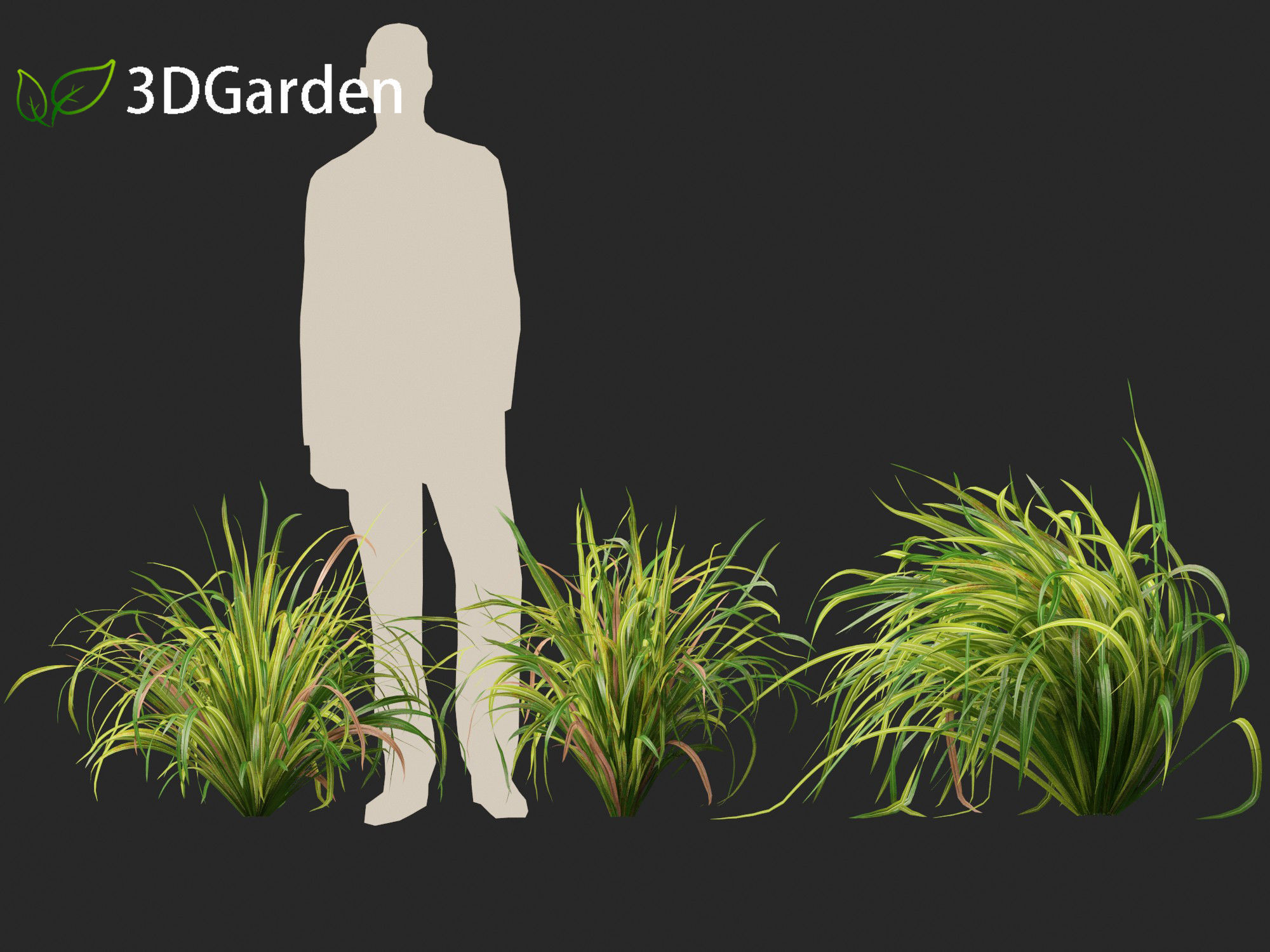 Cymbopogon citratus - Lemongrass 01 3D model_5