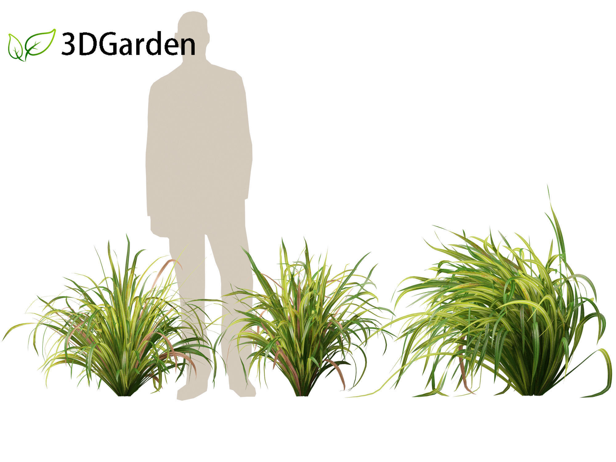 Cymbopogon citratus - Lemongrass 01 3D model_4