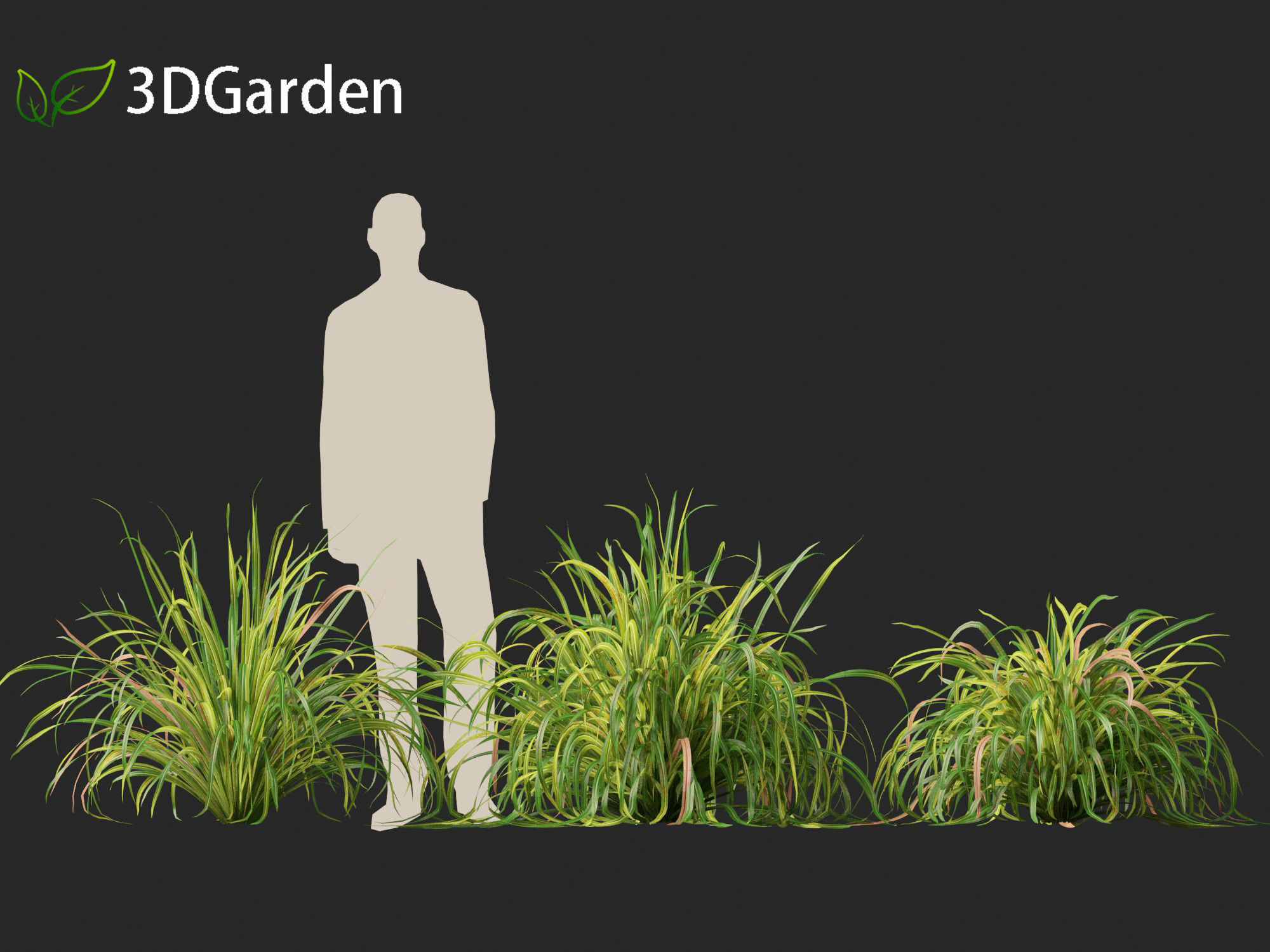 Cymbopogon citratus - Lemongrass 01 3D model_3