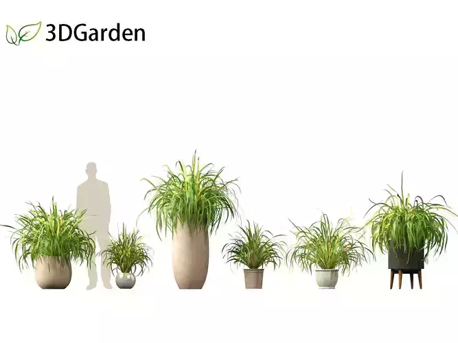 Cymbopogon citratus - Lemongrass 02