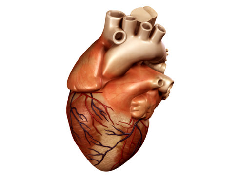 Heart human 3D model_3