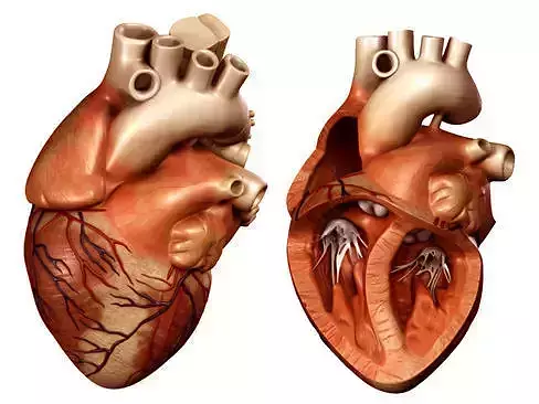 Heart human 3D model