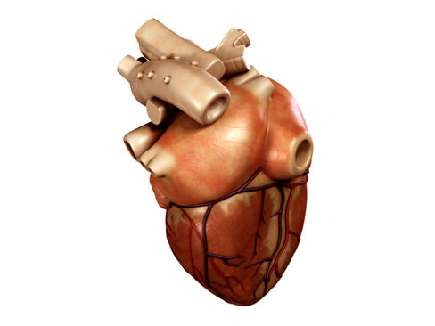 Heart human 3D model_5