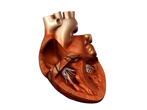 Heart human 3D model_15