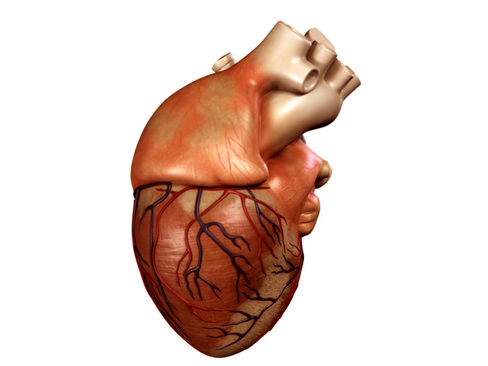 Heart human 3D model_8