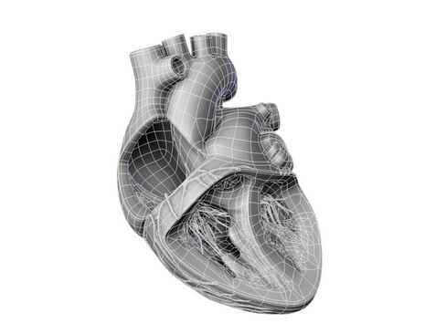Heart human 3D model_28