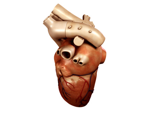 Heart human 3D model_1