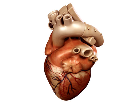 Heart human 3D model_2