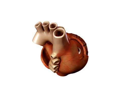 Heart human 3D model_18