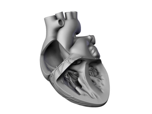 Heart human 3D model_23