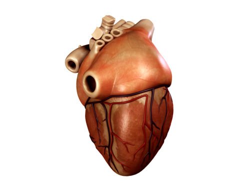 Heart human 3D model_6