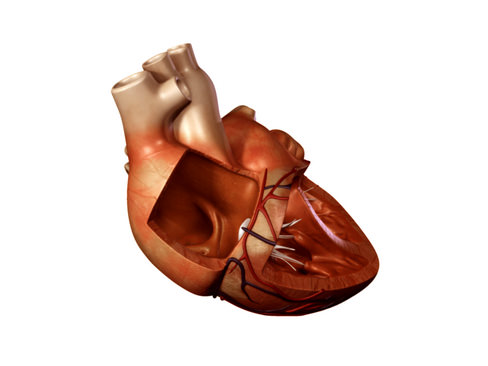 Heart human 3D model_16