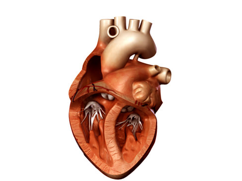 Heart human 3D model_14