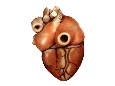 Heart human 3D model_4