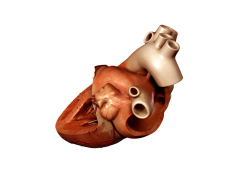 Heart human 3D model_21