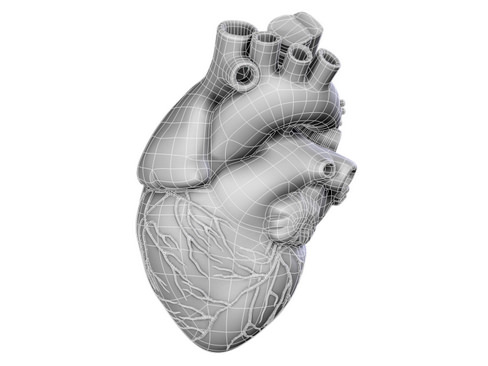 Heart human 3D model_9
