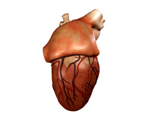 Heart human 3D model_7