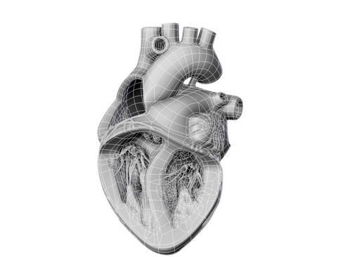 Heart human 3D model_26