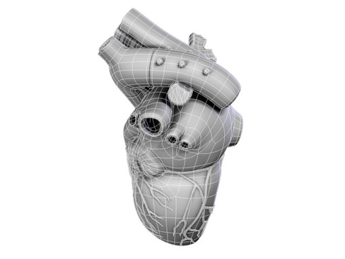 Heart human 3D model_11