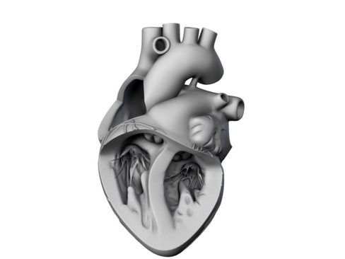 Heart human 3D model_22