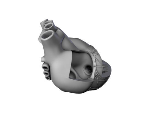 Heart human 3D model_25