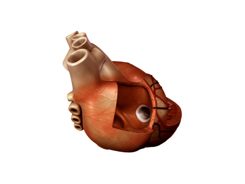 Heart human 3D model_17