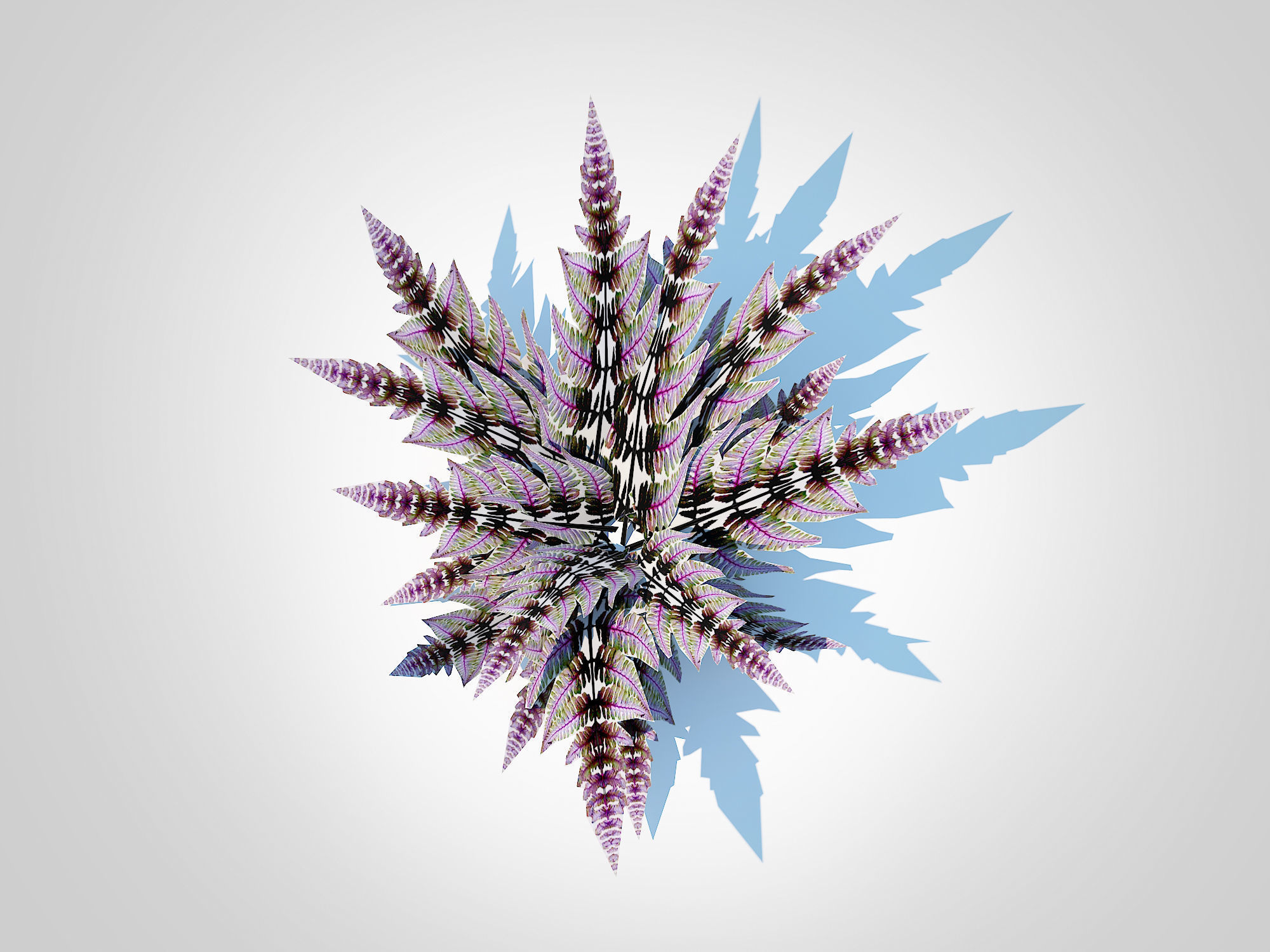 Athyrium niponicum - painted fern   Low-poly 3D model_4