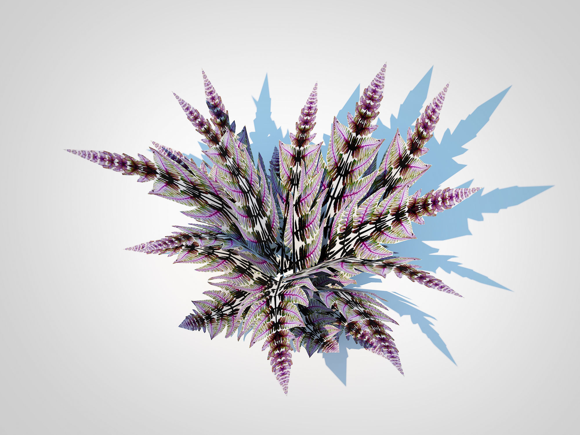 Athyrium niponicum - painted fern   Low-poly 3D model_2