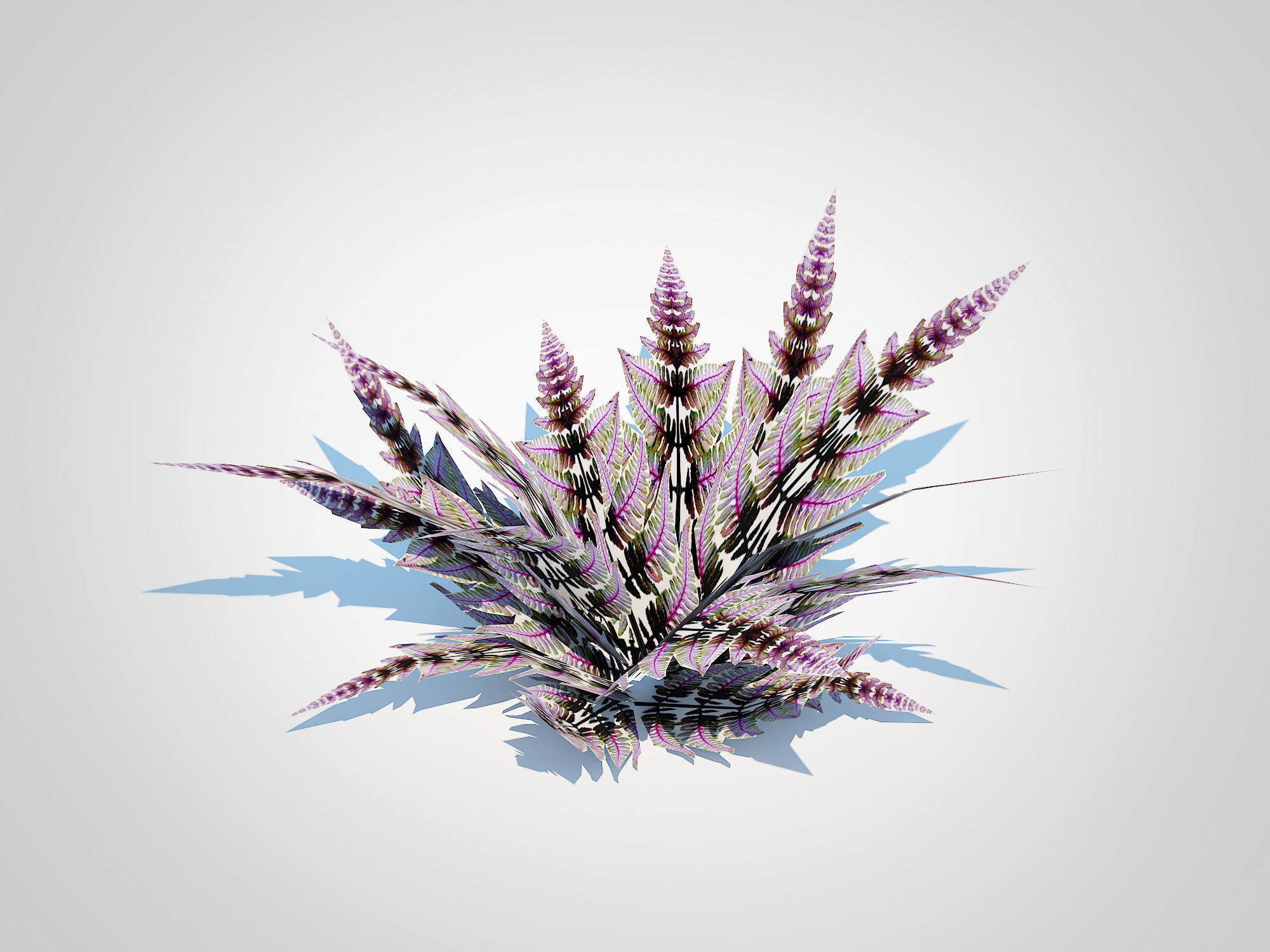 Athyrium niponicum - painted fern   Low-poly 3D model_1