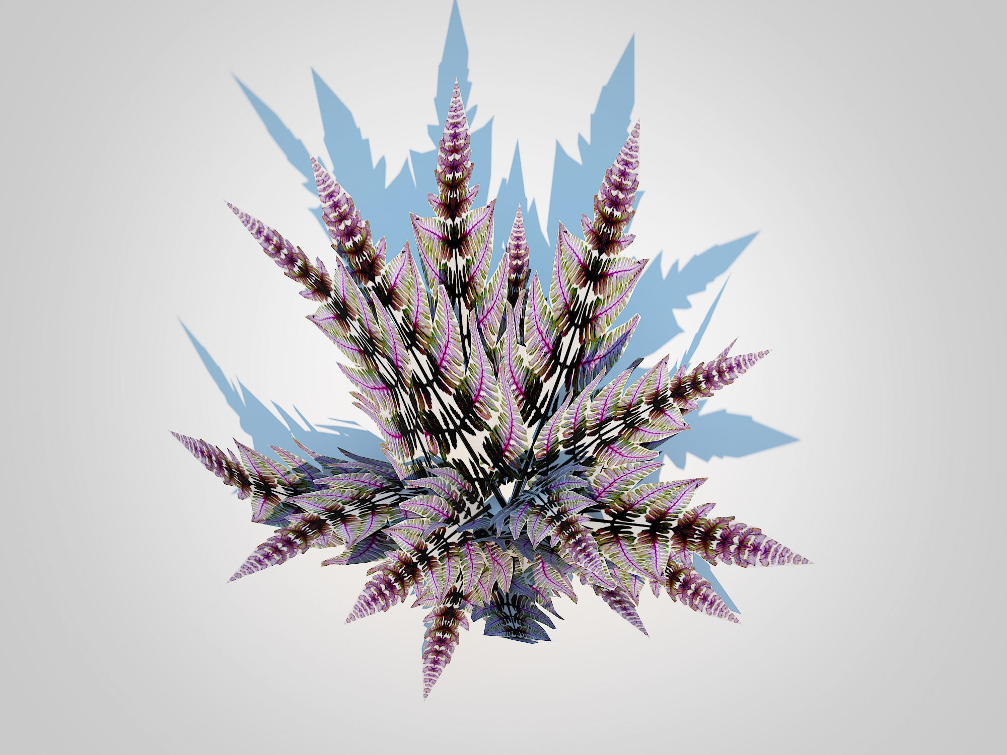 Athyrium niponicum - painted fern   Low-poly 3D model_3