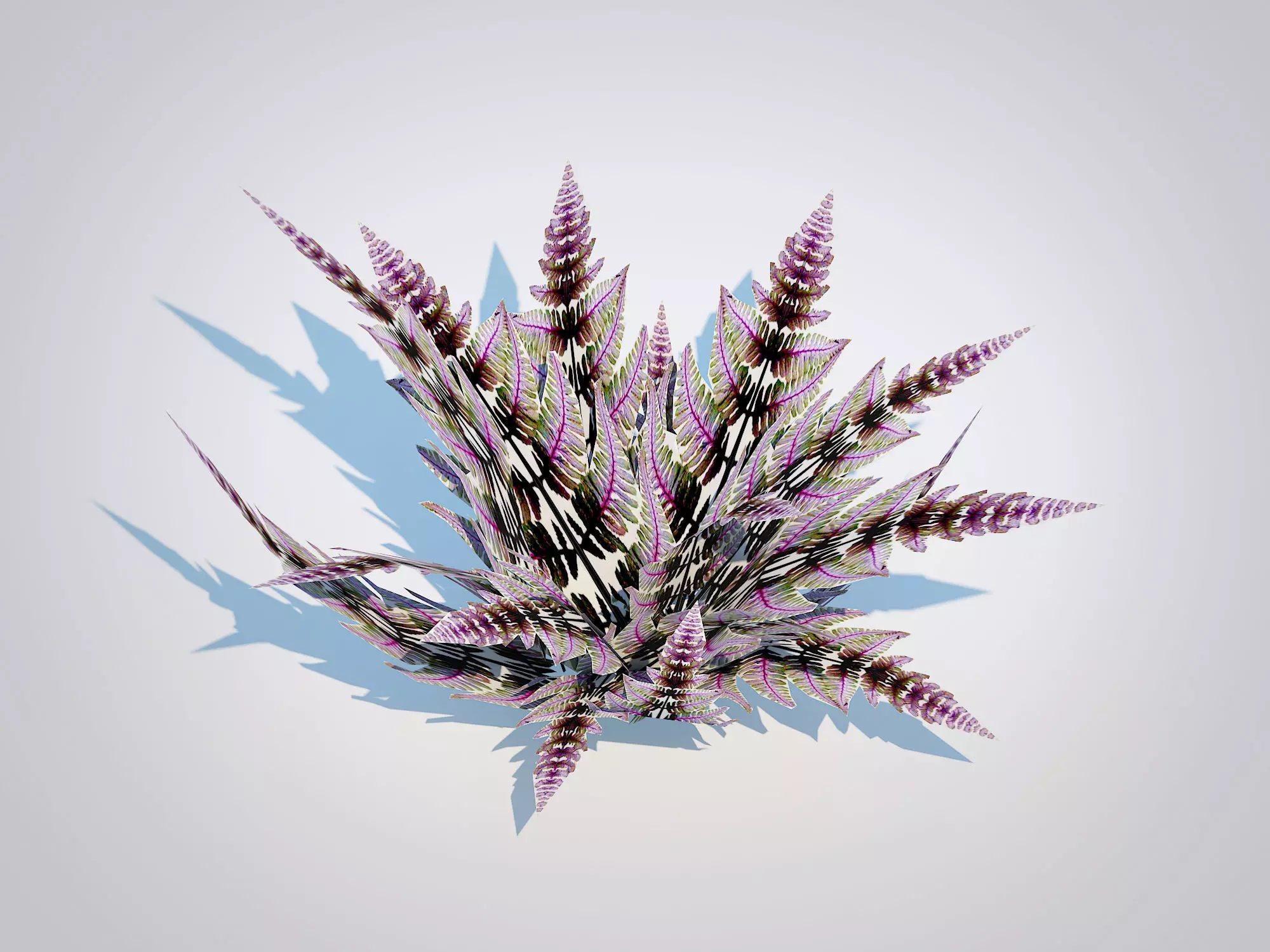 Athyrium niponicum - painted fern   Low-poly 3D model_0
