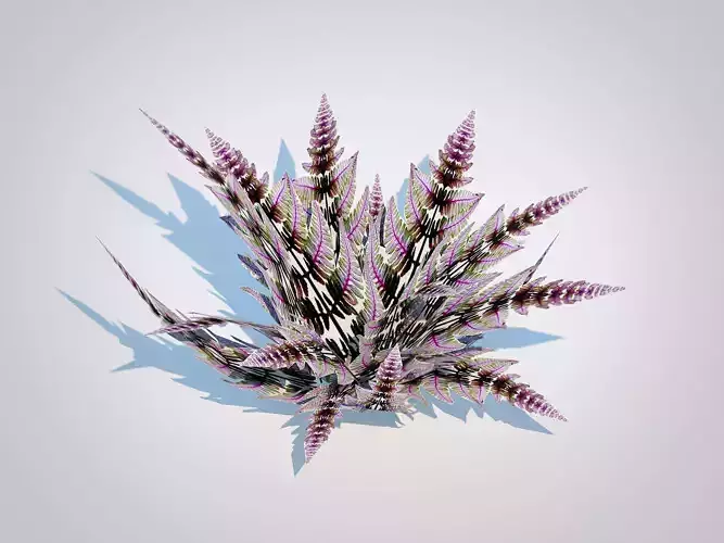 Athyrium niponicum - painted fern  