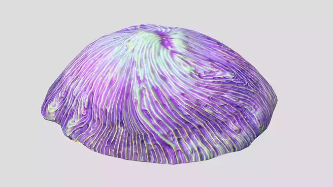 Fungia Coral Low Poly Low-poly 3D model