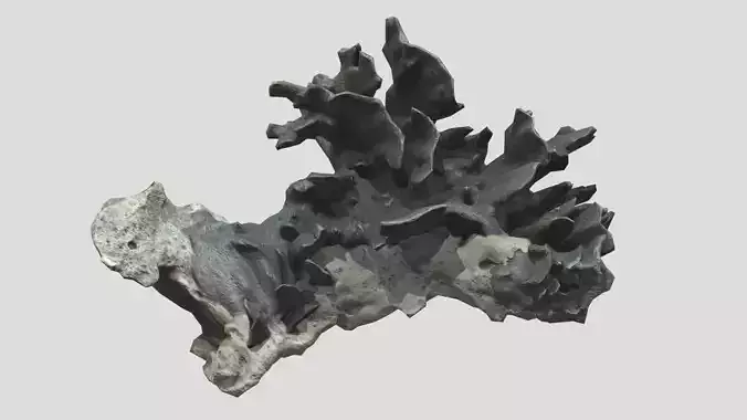 Heliopora Coerulea Coral Low Poly Low-poly 3D model