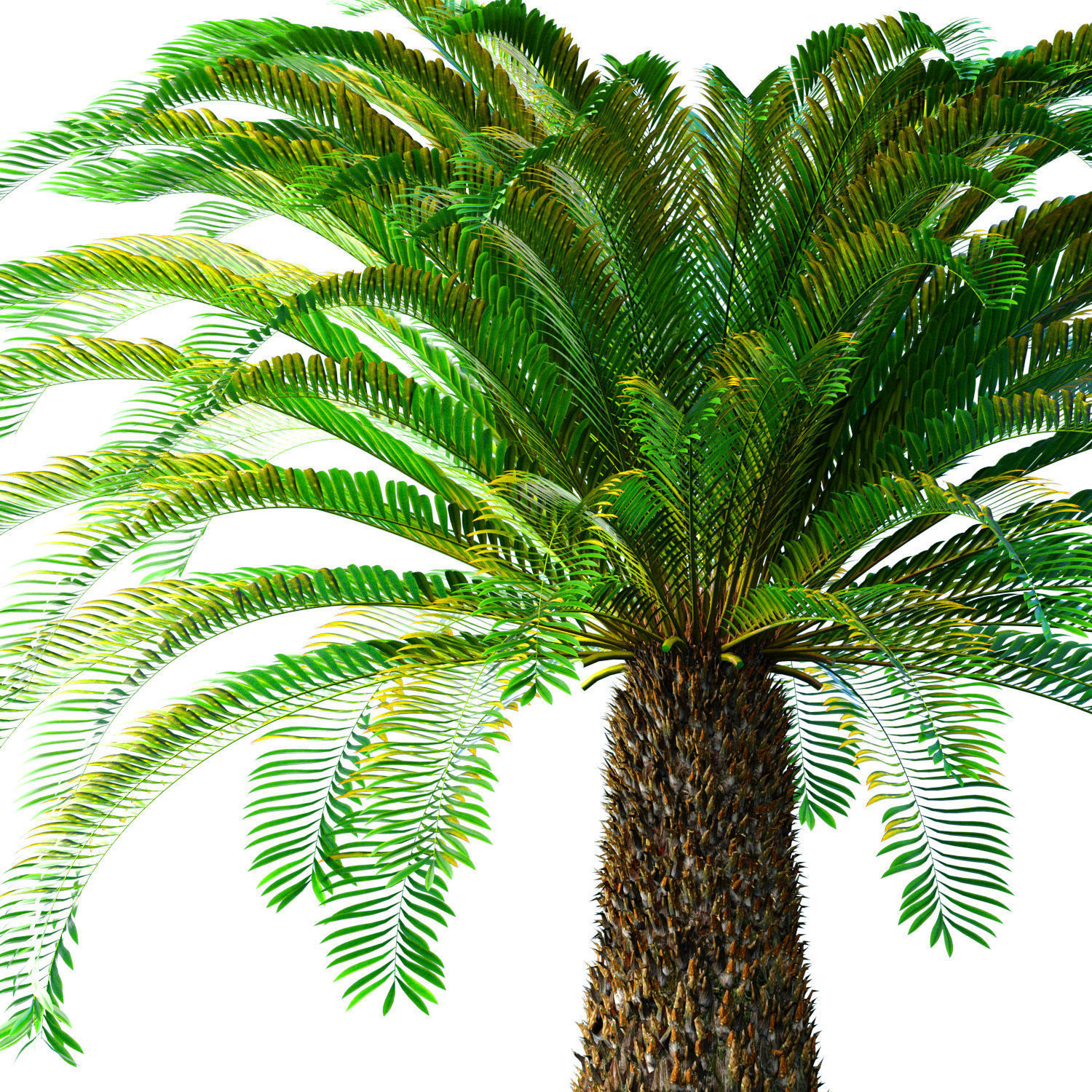 Ornamental Evergreen Palm Tree exotic tropical 3D model_1