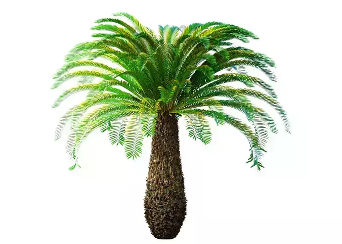 Ornamental Evergreen Palm Tree exotic tropical