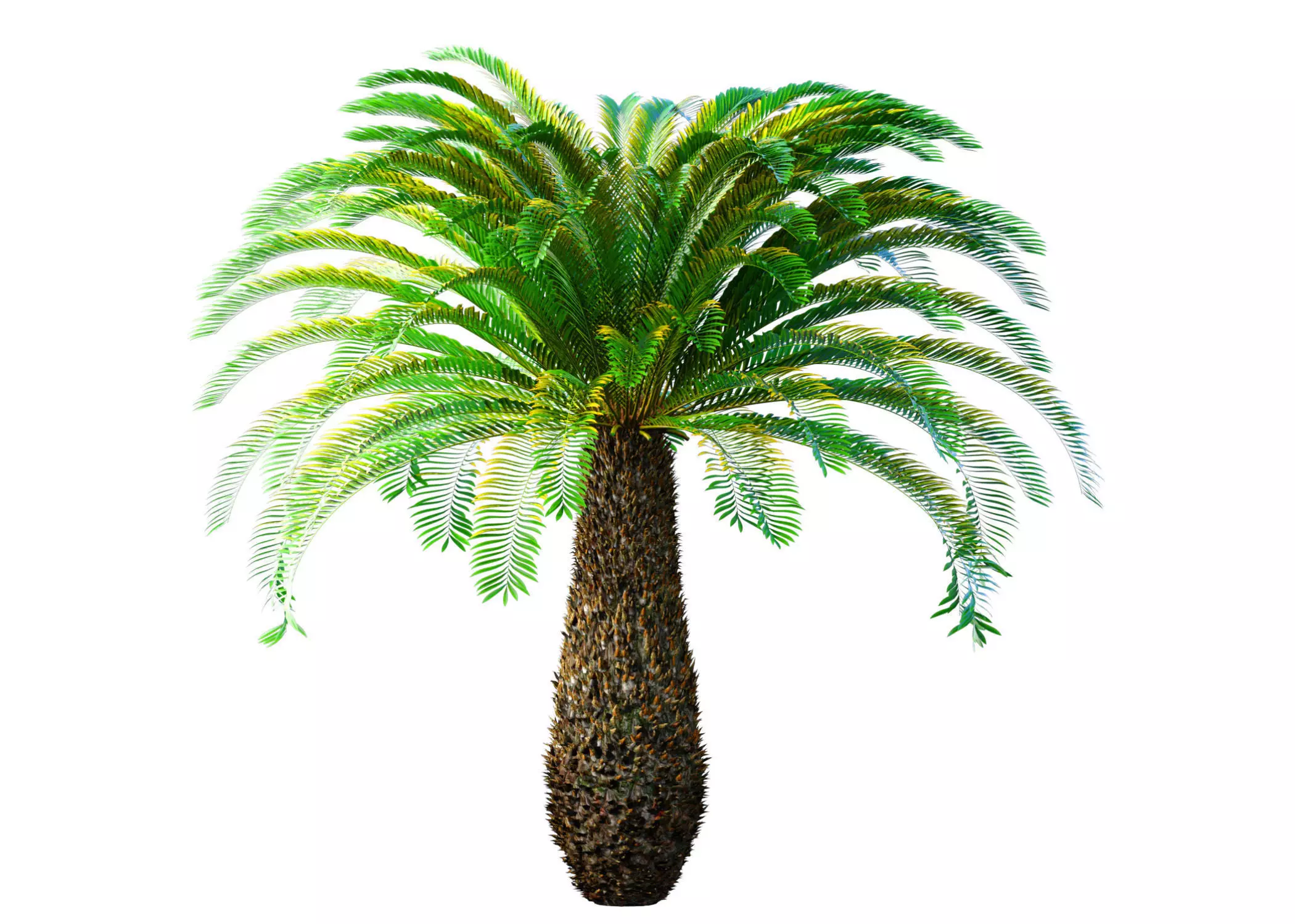 Ornamental Evergreen Palm Tree exotic tropical 3D model_0