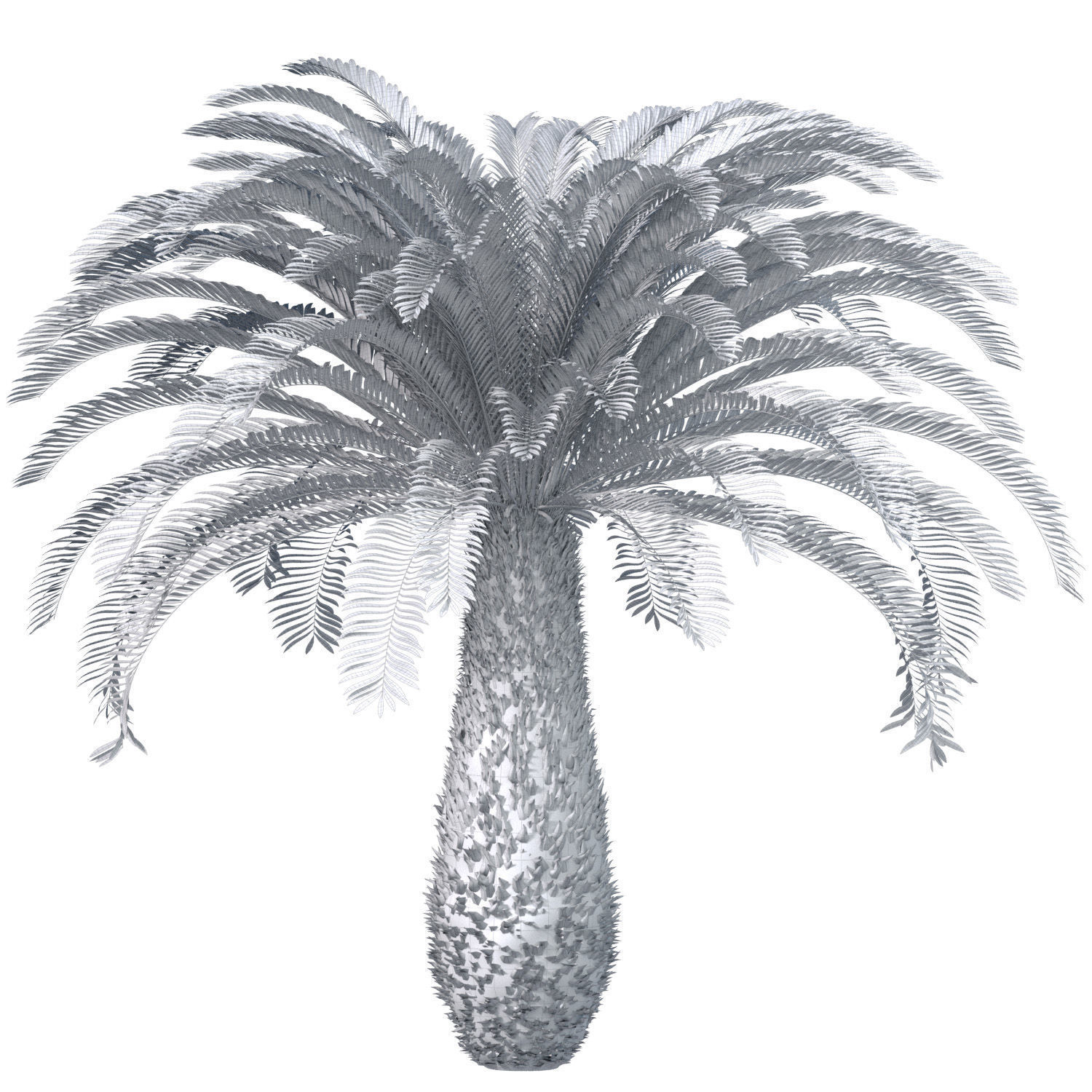 Ornamental Evergreen Palm Tree exotic tropical 3D model_2