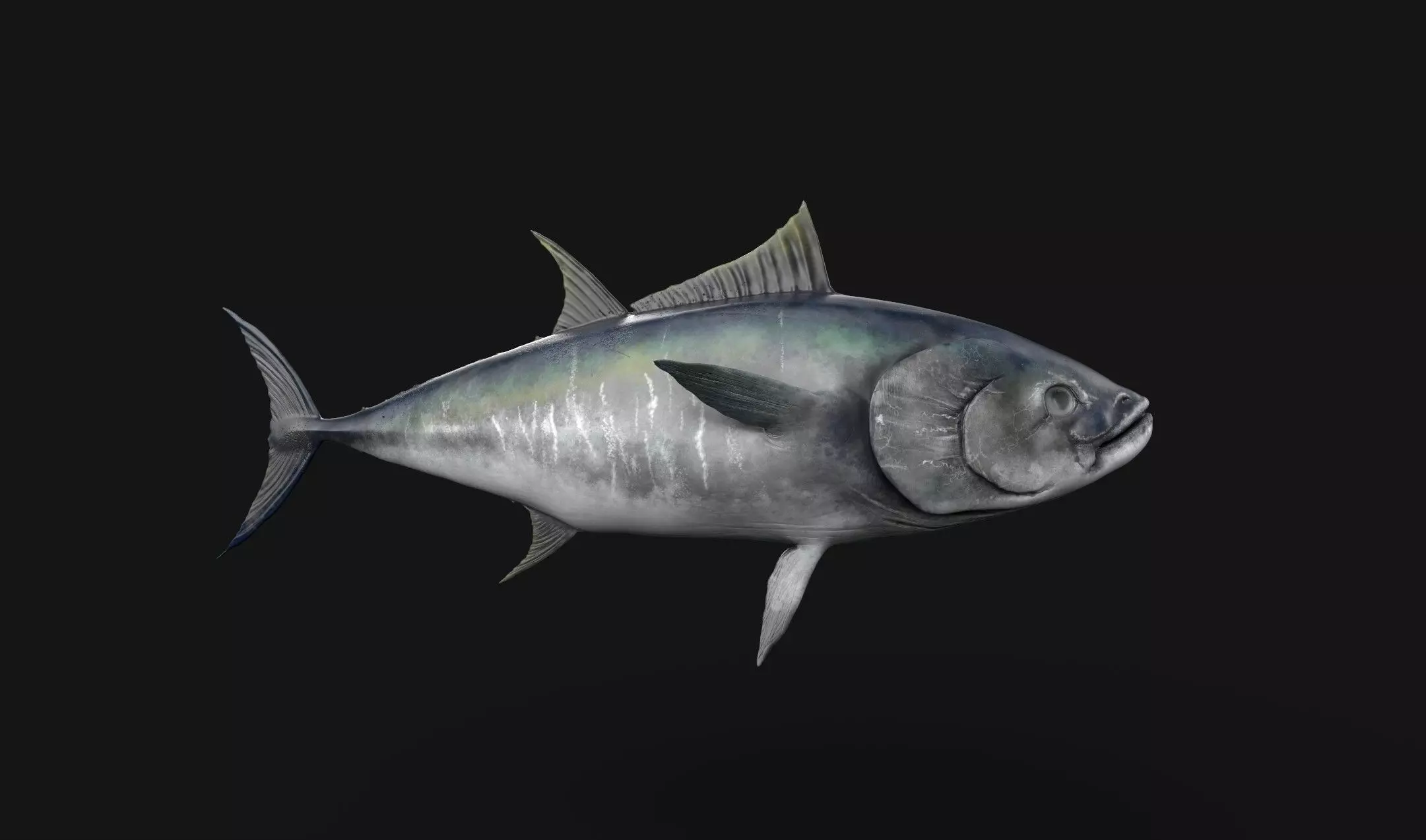 Tuna Fish 3D Model Low-poly 3D model_3