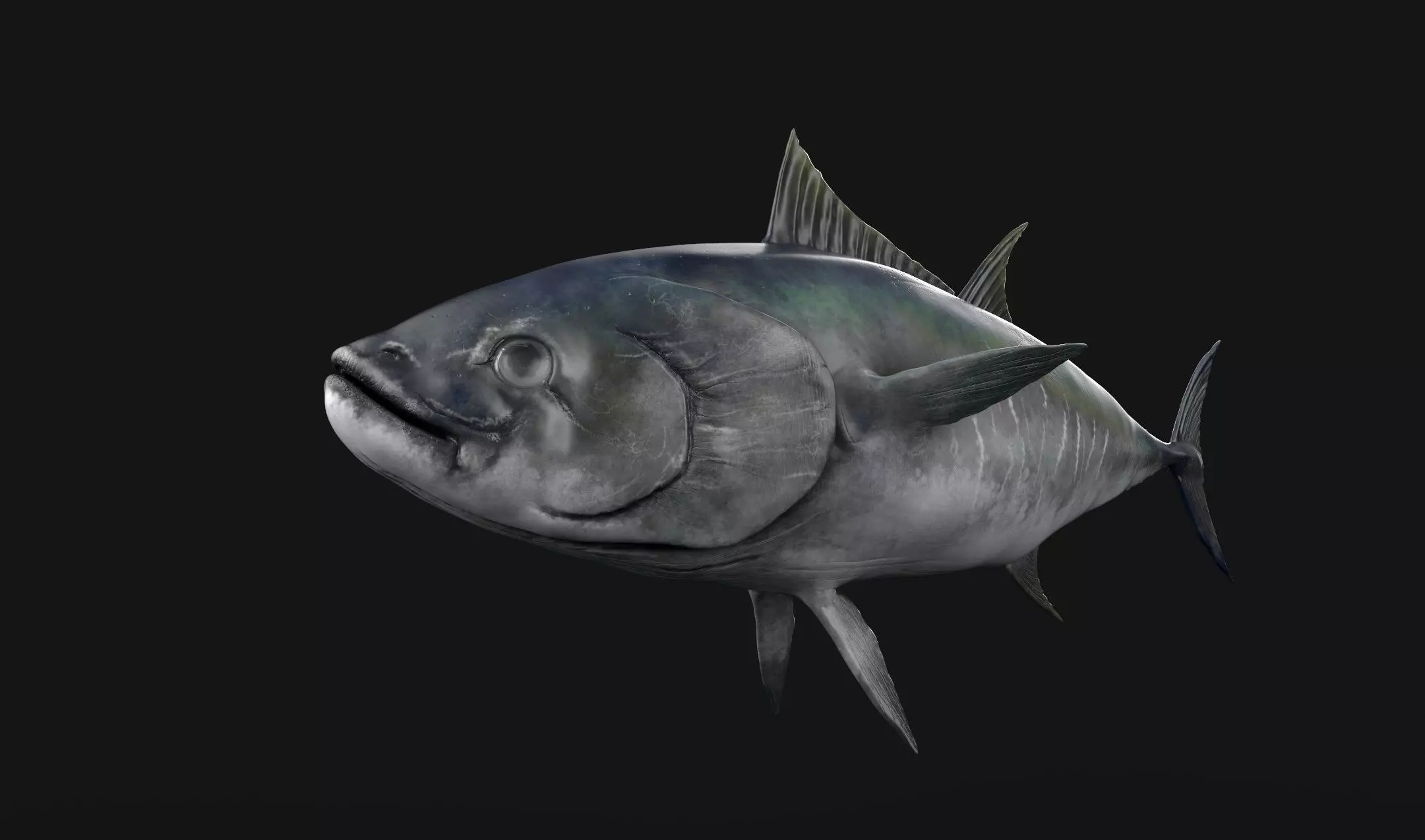 Tuna Fish 3D Model Low-poly 3D model_4