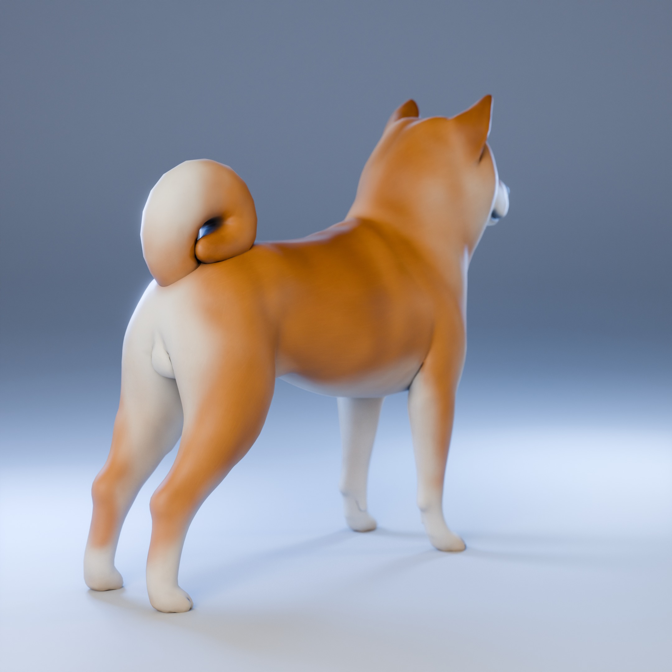 Dog Shiba Inu Animal 3D Model Low-poly 3D model_8