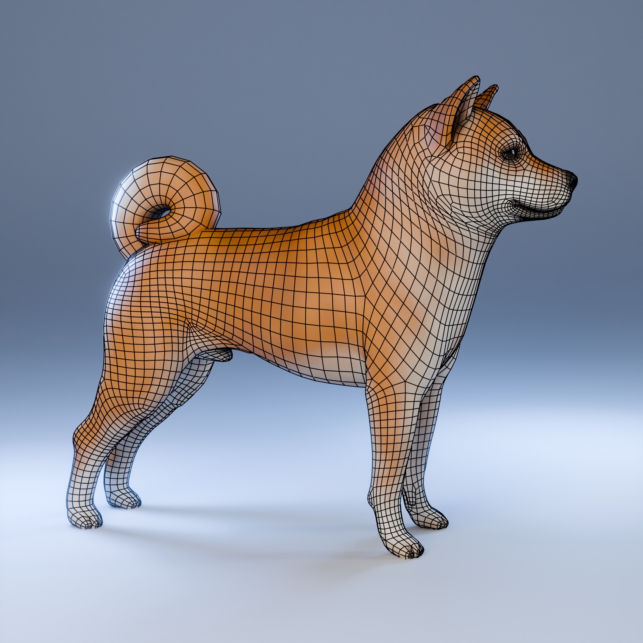Dog Shiba Inu Animal 3D Model Low-poly 3D model_11