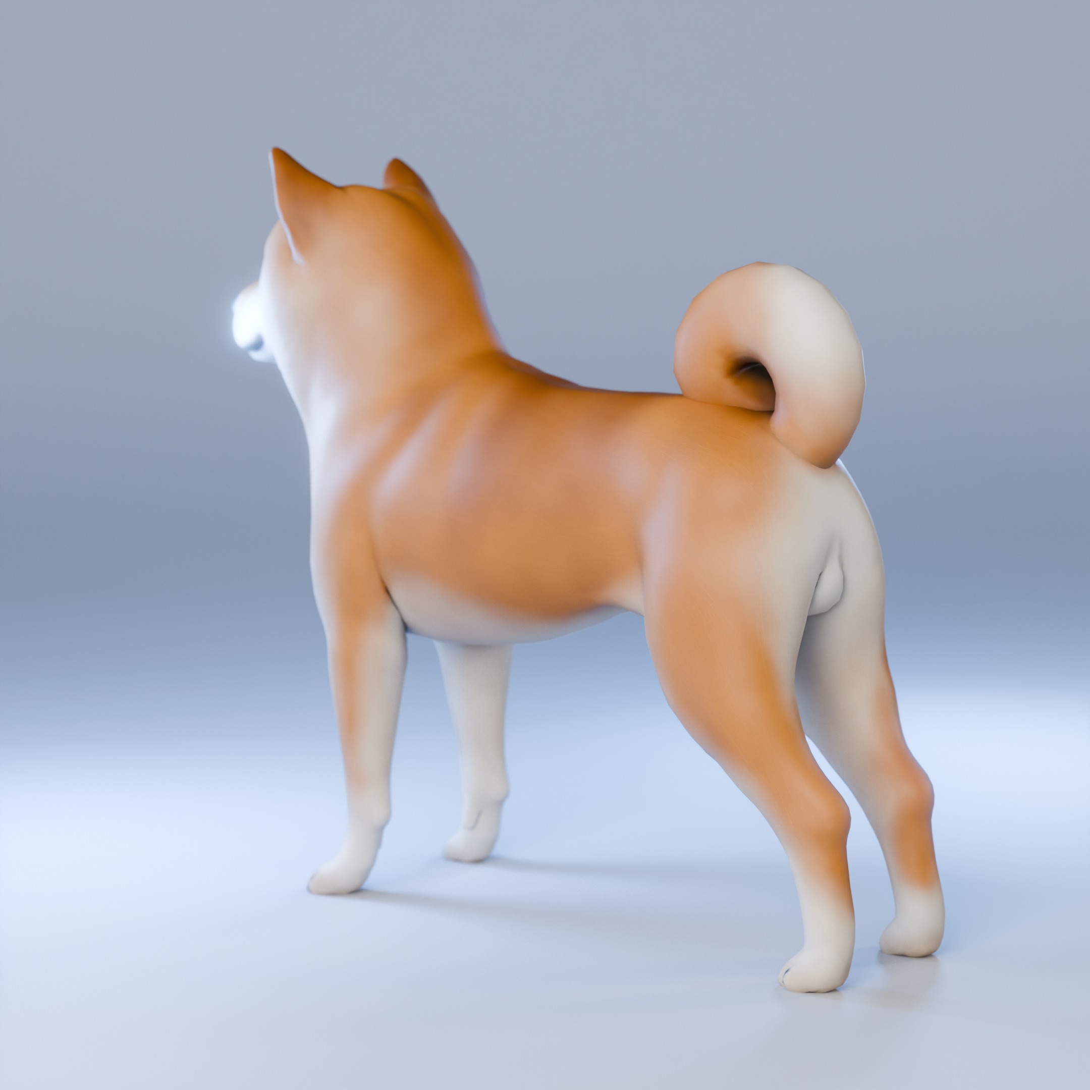 Dog Shiba Inu Animal 3D Model Low-poly 3D model_6