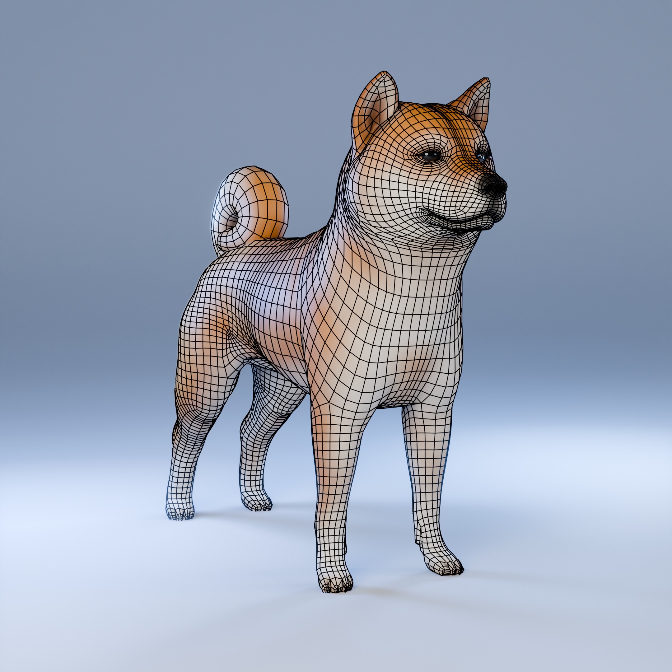 Dog Shiba Inu Animal 3D Model Low-poly 3D model_13