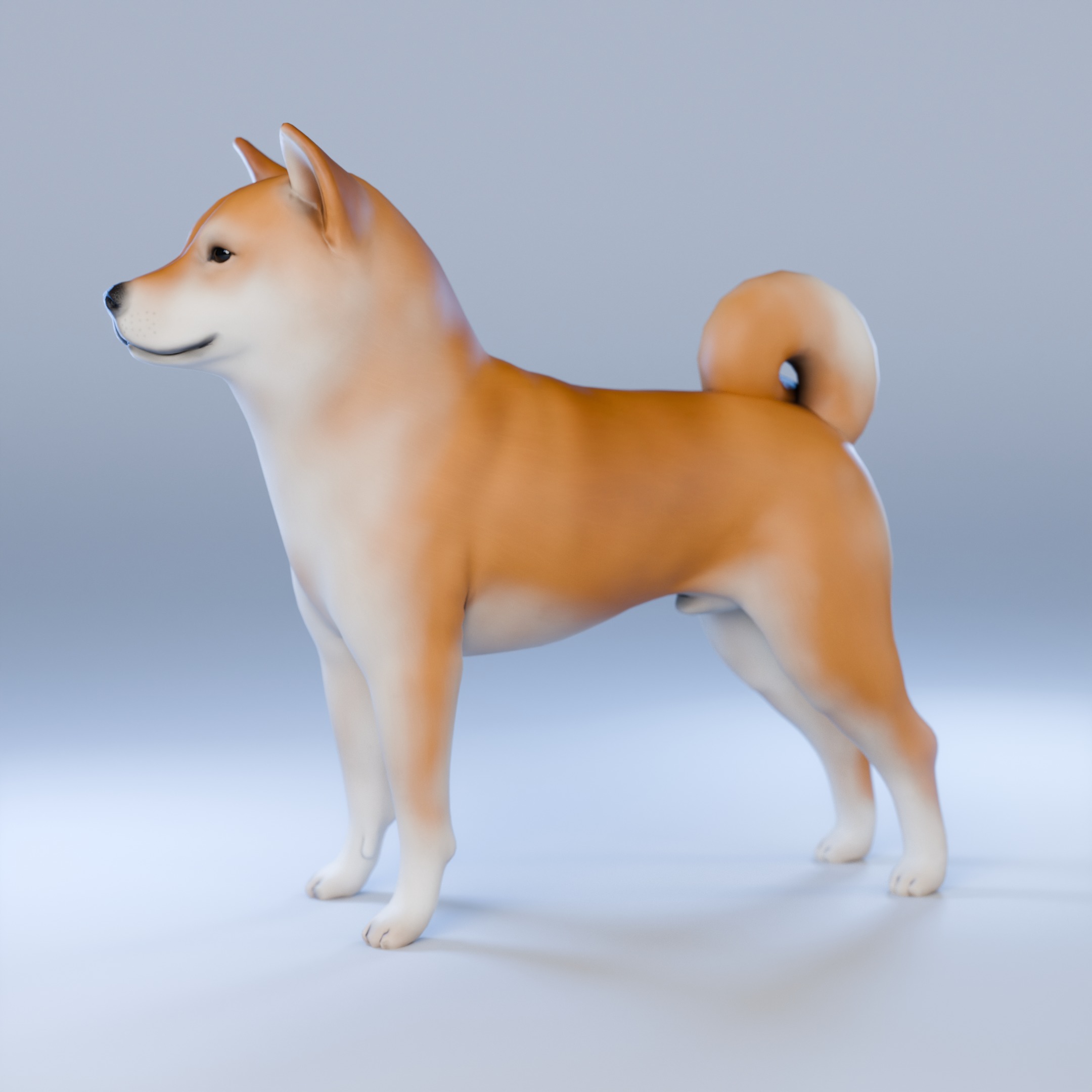 Dog Shiba Inu Animal 3D Model Low-poly 3D model_4