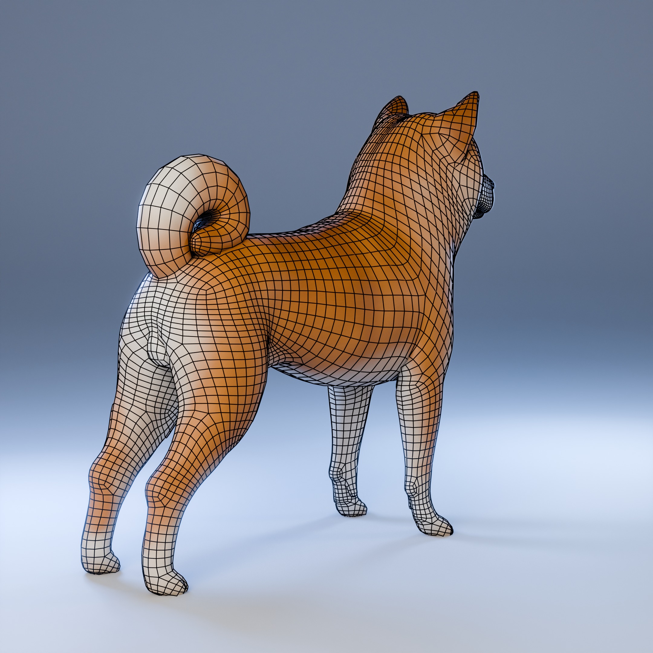 Dog Shiba Inu Animal 3D Model Low-poly 3D model_9