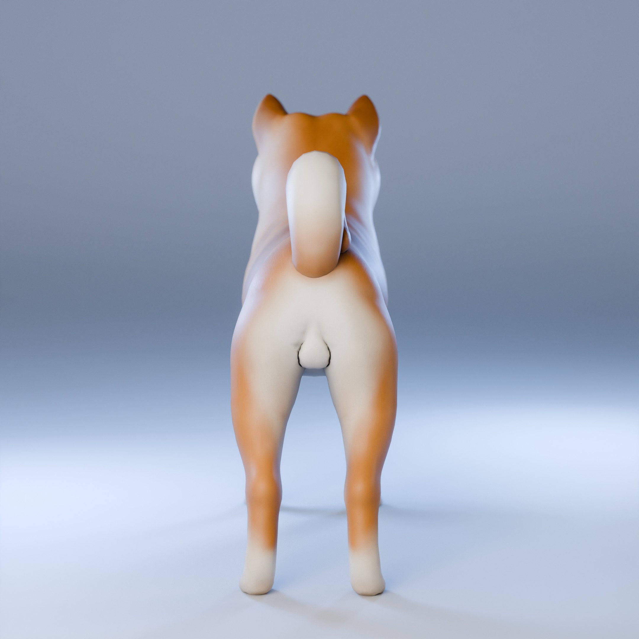 Dog Shiba Inu Animal 3D Model Low-poly 3D model_14