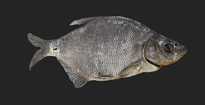 Bream dry fish